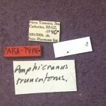 male | Image Author: TH Atkinson | Florida State Collection of Arthropods, Gainesville, Florida | paratype Metacorthylus truncatorus (Schedl).  | paratype | Nova Teutonia | Collection: Field Museum of Natural History