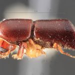 male | Image Author: TH Atkinson | Florida State Collection of Arthropods, Gainesville, Florida | paratype Metacorthylus truncatorus (Schedl).  | paratype | Nova Teutonia | Collection: Field Museum of Natural History