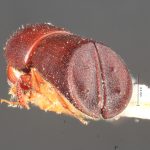 male | Image Author: TH Atkinson | Florida State Collection of Arthropods, Gainesville, Florida | paratype Metacorthylus truncatorus (Schedl).  | paratype | Nova Teutonia | Collection: Field Museum of Natural History