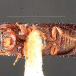 male | Image Author: TH Atkinson | Florida State Collection of Arthropods, Gainesville, Florida | paratype Metacorthylus truncatorus (Schedl).  | paratype | Nova Teutonia | Collection: Field Museum of Natural History