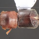 male | Image Author: TH Atkinson | Florida State Collection of Arthropods, Gainesville, Florida | Platanillo | Collection: Museum für Naturkunde