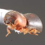 male | Image Author: TH Atkinson | Florida State Collection of Arthropods, Gainesville, Florida | Platanillo | Collection: Museum für Naturkunde
