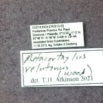 male | Image Author: TH Atkinson | Florida State Collection of Arthropods, Gainesville, Florida | Platanillo | Collection: Museum für Naturkunde