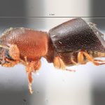 male | Image Author: TH Atkinson | Florida State Collection of Arthropods, Gainesville, Florida | Platanillo | Collection: Museum für Naturkunde