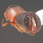 male | Image Author: TH Atkinson | Florida State Collection of Arthropods, Gainesville, Florida | Platanillo | Collection: Museum für Naturkunde