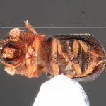 male | Image Author: TH Atkinson | Florida State Collection of Arthropods, Gainesville, Florida | Platanillo | Collection: Museum für Naturkunde