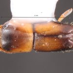 female | Image Author: TH Atkinson | Florida State Collection of Arthropods, Gainesville, Florida | Huatusco | Collection: Centro de Entomología y Acarología