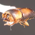 female | Image Author: TH Atkinson | Florida State Collection of Arthropods, Gainesville, Florida | Huatusco | Collection: Centro de Entomología y Acarología