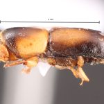 female | Image Author: TH Atkinson | Florida State Collection of Arthropods, Gainesville, Florida | Huatusco | Collection: Centro de Entomología y Acarología