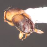 female | Image Author: TH Atkinson | Florida State Collection of Arthropods, Gainesville, Florida | Huatusco | Collection: Centro de Entomología y Acarología