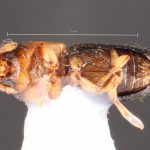 female | Image Author: TH Atkinson | Florida State Collection of Arthropods, Gainesville, Florida | Huatusco | Collection: Centro de Entomología y Acarología