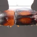 male | Image Author: TH Atkinson | Florida State Collection of Arthropods, Gainesville, Florida | Comaxtla | Collection: University of Texas Insect Collection