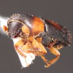 male | Image Author: TH Atkinson | Florida State Collection of Arthropods, Gainesville, Florida | Comaxtla | Collection: University of Texas Insect Collection
