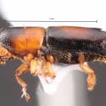 male | Image Author: TH Atkinson | Florida State Collection of Arthropods, Gainesville, Florida | Comaxtla | Collection: University of Texas Insect Collection