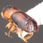 male | Image Author: TH Atkinson | Florida State Collection of Arthropods, Gainesville, Florida | Comaxtla | Collection: University of Texas Insect Collection