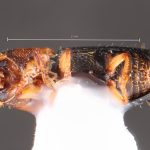 male | Image Author: TH Atkinson | Florida State Collection of Arthropods, Gainesville, Florida | Comaxtla | Collection: University of Texas Insect Collection