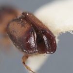 female | Image Author: T Litvak | Systematic Entomology Laboratory, USDA | holotype | Xalapa | Collection: Entomology