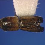 female | Image Author: SL Wood | Brigham Young University | holotype | Xalapa | Collection: Entomology