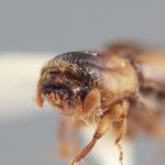 female | Image Author: T Litvak | Systematic Entomology Laboratory, USDA | holotype | Xalapa | Collection: Entomology