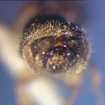 female | Image Author: SL Wood | Brigham Young University | holotype | Xalapa | Collection: Entomology