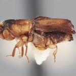 female | Image Author: T Litvak | Systematic Entomology Laboratory, USDA | holotype | Xalapa | Collection: Entomology