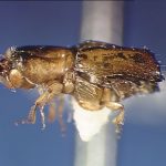 female | Image Author: SL Wood | Brigham Young University | holotype | Xalapa | Collection: Entomology