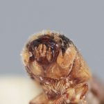 female | Image Author: T Litvak | Systematic Entomology Laboratory, USDA | holotype | Xalapa | Collection: Entomology