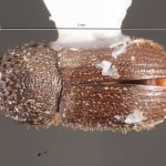female | Image Author: TH Atkinson | Florida State Collection of Arthropods, Gainesville, Florida | Flores | Collection: default value if not specified / valor si no está especificado