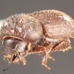 female | Image Author: TH Atkinson | Florida State Collection of Arthropods, Gainesville, Florida | Flores | Collection: default value if not specified / valor si no está especificado