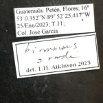 female | Image Author: TH Atkinson | Florida State Collection of Arthropods, Gainesville, Florida | Flores | Collection: default value if not specified / valor si no está especificado