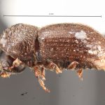 female | Image Author: TH Atkinson | Florida State Collection of Arthropods, Gainesville, Florida | Flores | Collection: default value if not specified / valor si no está especificado