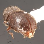 female | Image Author: TH Atkinson | Florida State Collection of Arthropods, Gainesville, Florida | Flores | Collection: default value if not specified / valor si no está especificado