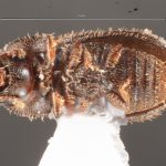 female | Image Author: TH Atkinson | Florida State Collection of Arthropods, Gainesville, Florida | Flores | Collection: default value if not specified / valor si no está especificado