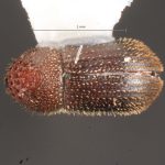 female | Image Author: TH Atkinson | Florida State Collection of Arthropods, Gainesville, Florida | Flores | Collection: default value if not specified / valor si no está especificado