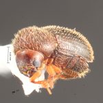 female | Image Author: TH Atkinson | Florida State Collection of Arthropods, Gainesville, Florida | Flores | Collection: default value if not specified / valor si no está especificado