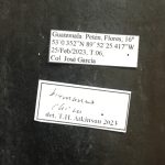 female | Image Author: TH Atkinson | Florida State Collection of Arthropods, Gainesville, Florida | Flores | Collection: default value if not specified / valor si no está especificado