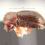 female | Image Author: TH Atkinson | Florida State Collection of Arthropods, Gainesville, Florida | Flores | Collection: default value if not specified / valor si no está especificado