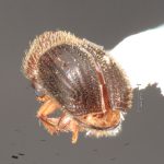 female | Image Author: TH Atkinson | Florida State Collection of Arthropods, Gainesville, Florida | Flores | Collection: default value if not specified / valor si no está especificado