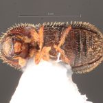 female | Image Author: TH Atkinson | Florida State Collection of Arthropods, Gainesville, Florida | Flores | Collection: default value if not specified / valor si no está especificado