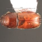 male | Image Author: TH Atkinson | Florida State Collection of Arthropods, Gainesville, Florida | Finca Los Tarrales, Volcán Atitlan | Collection: Florida State Collection of Arthropods