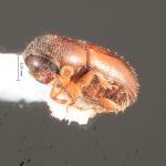 male | Image Author: TH Atkinson | Florida State Collection of Arthropods, Gainesville, Florida | Finca Los Tarrales, Volcán Atitlan | Collection: Florida State Collection of Arthropods