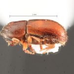 male | Image Author: TH Atkinson | Florida State Collection of Arthropods, Gainesville, Florida | Finca Los Tarrales, Volcán Atitlan | Collection: Florida State Collection of Arthropods