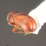 male | Image Author: TH Atkinson | Florida State Collection of Arthropods, Gainesville, Florida | Finca Los Tarrales, Volcán Atitlan | Collection: Florida State Collection of Arthropods
