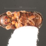 male | Image Author: TH Atkinson | Florida State Collection of Arthropods, Gainesville, Florida | Finca Los Tarrales, Volcán Atitlan | Collection: Florida State Collection of Arthropods