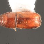 female | Image Author: TH Atkinson | Florida State Collection of Arthropods, Gainesville, Florida | Finca Los Tarrales, Volcán Atitlan | Collection: Florida State Collection of Arthropods