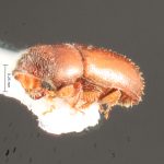 female | Image Author: TH Atkinson | Florida State Collection of Arthropods, Gainesville, Florida | Finca Los Tarrales, Volcán Atitlan | Collection: Florida State Collection of Arthropods