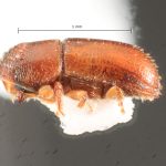female | Image Author: TH Atkinson | Florida State Collection of Arthropods, Gainesville, Florida | Finca Los Tarrales, Volcán Atitlan | Collection: Florida State Collection of Arthropods