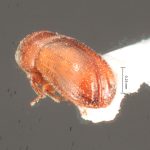 female | Image Author: TH Atkinson | Florida State Collection of Arthropods, Gainesville, Florida | Finca Los Tarrales, Volcán Atitlan | Collection: Florida State Collection of Arthropods
