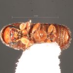 female | Image Author: TH Atkinson | Florida State Collection of Arthropods, Gainesville, Florida | Finca Los Tarrales, Volcán Atitlan | Collection: Florida State Collection of Arthropods