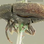 lectotype Hylurgops porosus LeConte. MCZ type No. 957 | lectotype | California (state) | Collection: Museum of Comparative Zoology